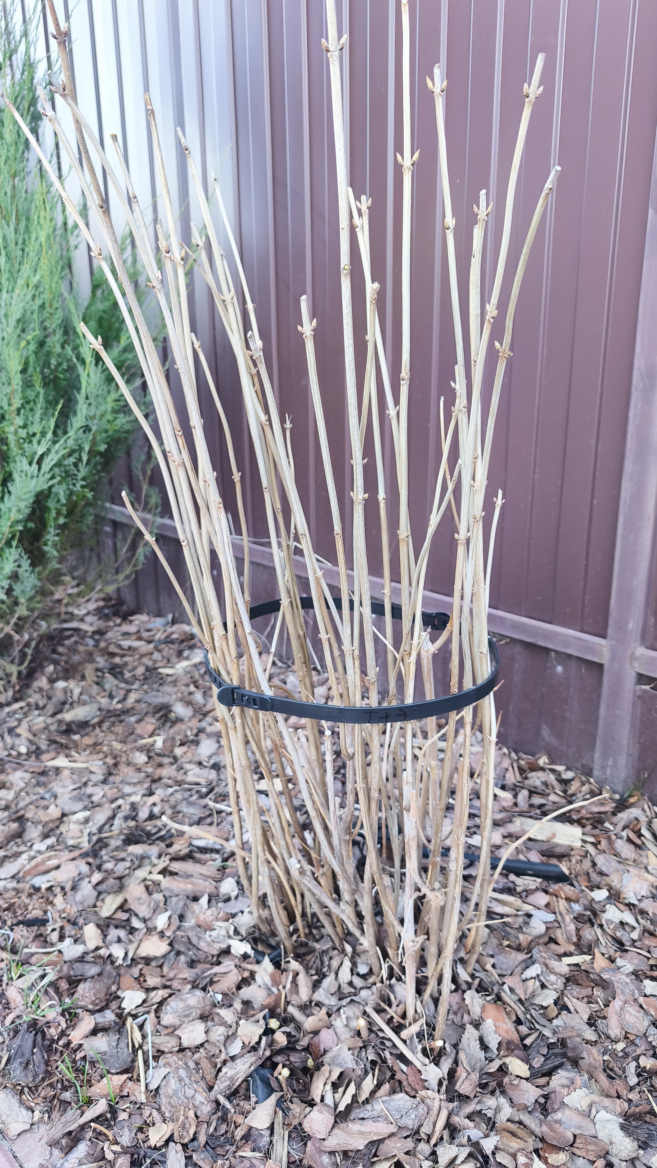 Хомут-стяжка для подвязки растений  PROTEX 