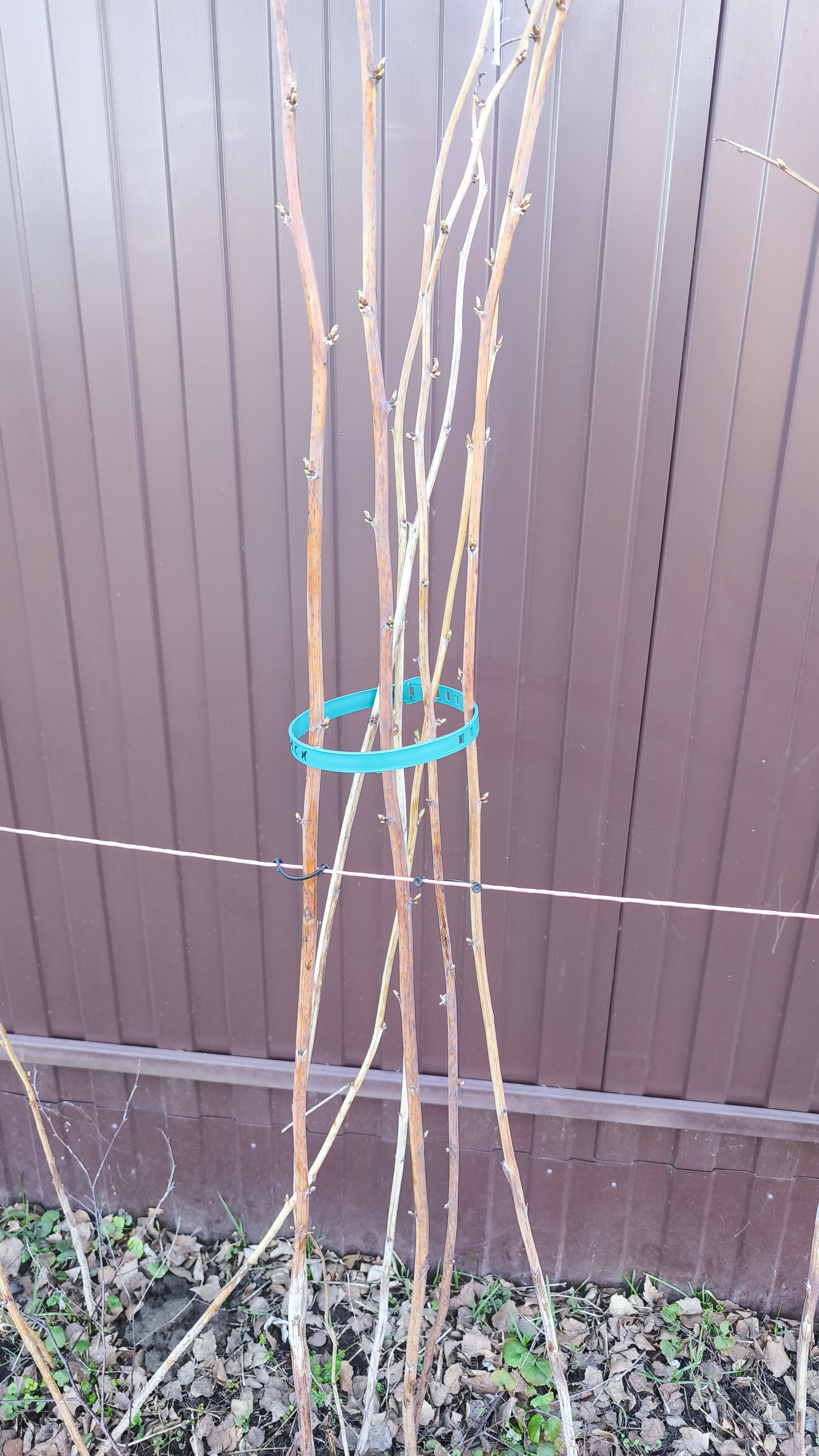 Хомут-стяжка для подвязки растений  PROTEX 